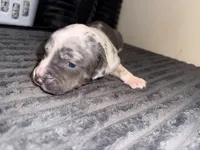 Harper, a female American Bully for sale in New Castle, PA – Photo 1 of 9