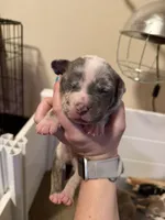 Harper, a female American Bully for sale in New Castle, PA – Photo 2 of 9