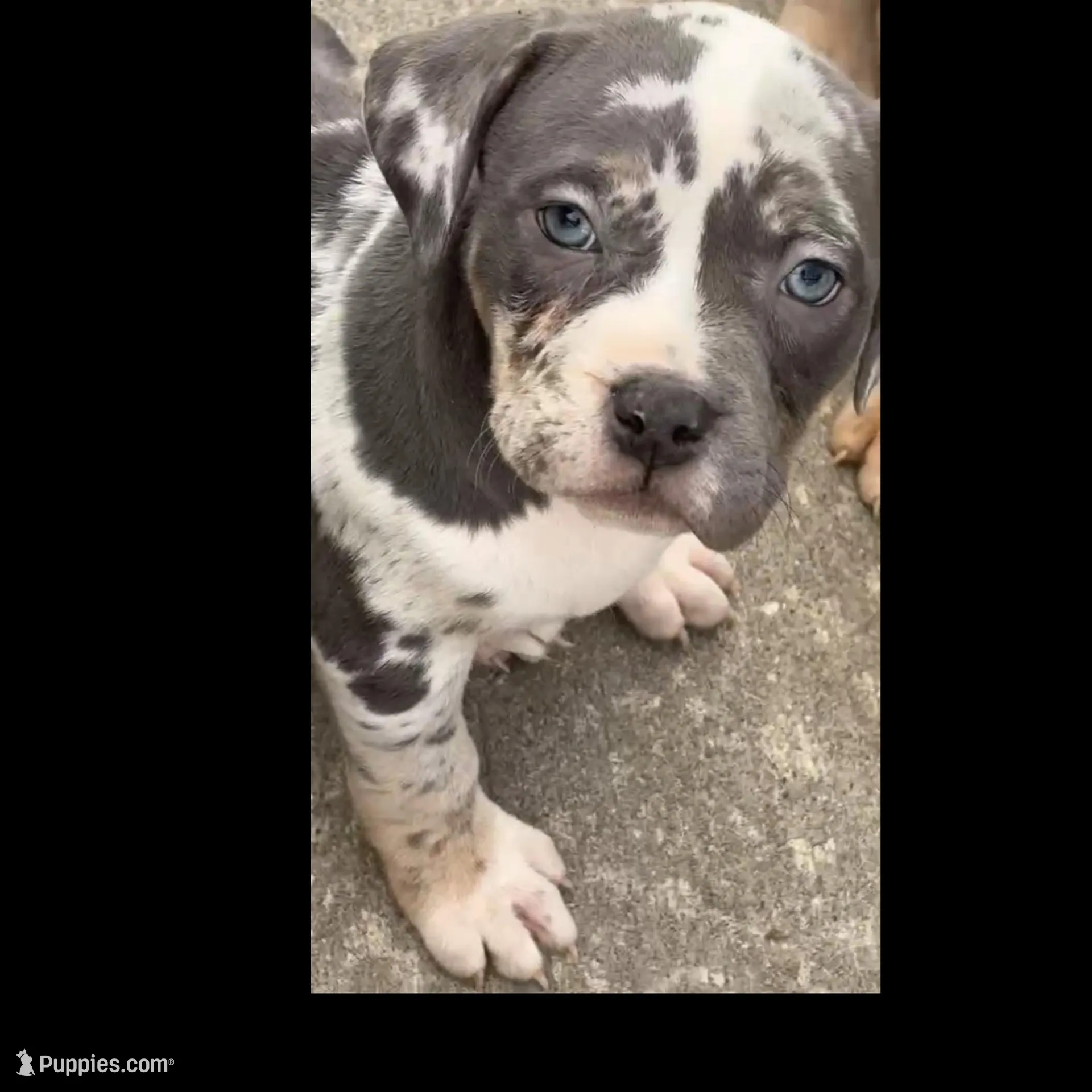 Harper – American Bully puppy for sale in New Castle, PA