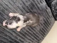 Harper, a female American Bully for sale in New Castle, PA – Photo 9 of 9