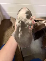 Harper, a female American Bully for sale in New Castle, PA – Photo 6 of 9