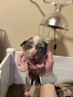 Harper, a female American Bully for sale in New Castle, PA – Photo 5 of 9