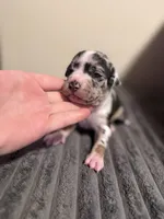 Daphne, a female American Bully for sale in New Castle, PA – Photo 7 of 9