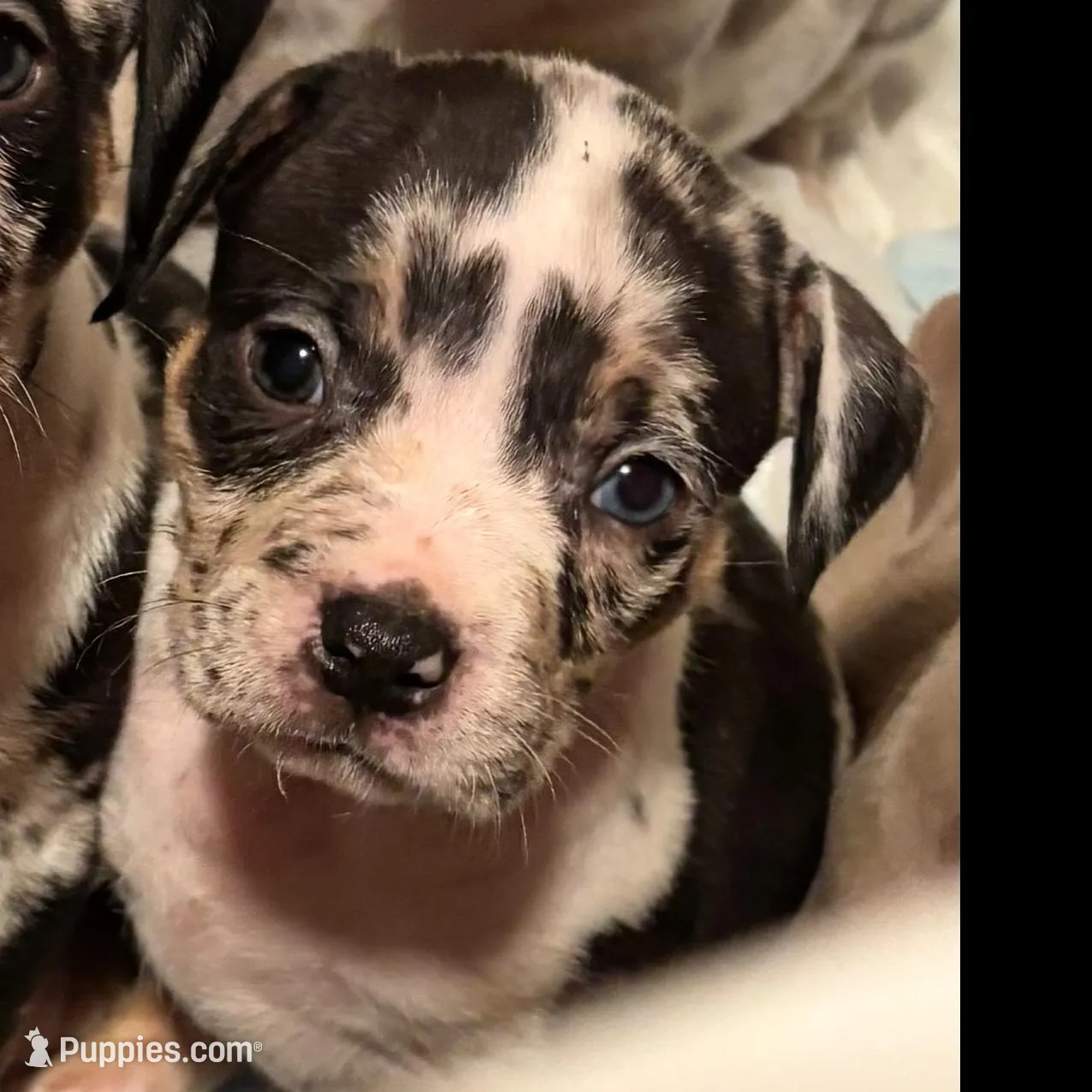 Daphne – American Bully puppy for sale in New Castle, PA