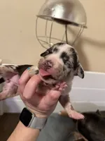 Daphne, a female American Bully for sale in New Castle, PA – Photo 2 of 9