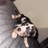 Daphne, a female American Bully for sale in New Castle, PA – Photo 4 of 6