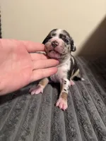 Daphne, a female American Bully for sale in New Castle, PA – Photo 1 of 9