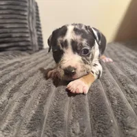 Daphne, a female American Bully for sale in New Castle, PA – Photo 3 of 6