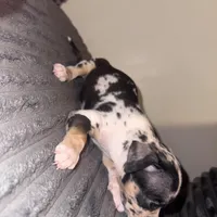 Daphne, a female American Bully for sale in New Castle, PA – Photo 6 of 6