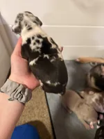 Daphne, a female American Bully for sale in New Castle, PA – Photo 4 of 9