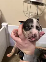 Daphne, a female American Bully for sale in New Castle, PA – Photo 5 of 9