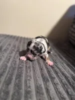 Daphne, a female American Bully for sale in New Castle, PA – Photo 8 of 9