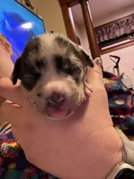 Daphne, a female American Bully for sale in New Castle, PA – Photo 3 of 9