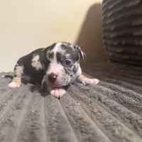 Daphne, a female American Bully for sale in New Castle, PA – Photo 5 of 6