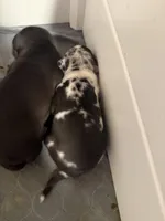 Daphne, a female American Bully for sale in New Castle, PA – Photo 6 of 9