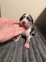 Daphne, a female American Bully for sale in New Castle, PA – Photo 9 of 9