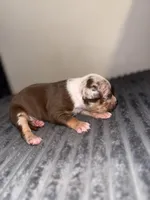 Tommy, a male American Bully for sale in New Castle, PA – Photo 10 of 10