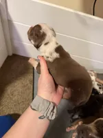 Tommy, a male American Bully for sale in New Castle, PA – Photo 2 of 10