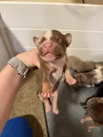 Tommy, a male American Bully for sale in New Castle, PA – Photo 4 of 10