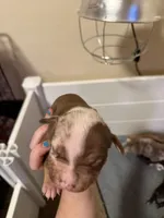 Tommy, a male American Bully for sale in New Castle, PA – Photo 9 of 10