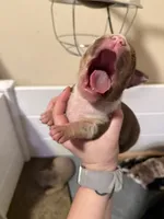 Tommy, a male American Bully for sale in New Castle, PA – Photo 6 of 10