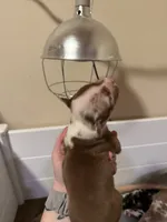 Tommy, a male American Bully for sale in New Castle, PA – Photo 7 of 10