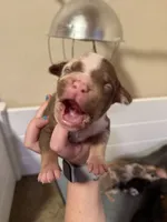 Tommy, a male American Bully for sale in New Castle, PA – Photo 8 of 10