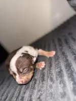 Tommy, a male American Bully for sale in New Castle, PA – Photo 1 of 10