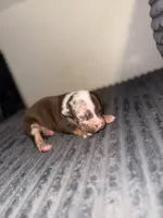 Tommy, a male American Bully for sale in New Castle, PA – Photo 5 of 10