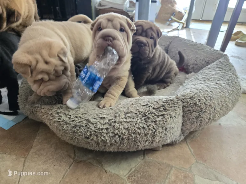 Wuffles, a male Chinese Shar-Pei for sale in Sanford, NC – 1 of 1