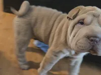 Wuffles, a male Chinese Shar-Pei for sale in Sanford, NC – 2 of 2