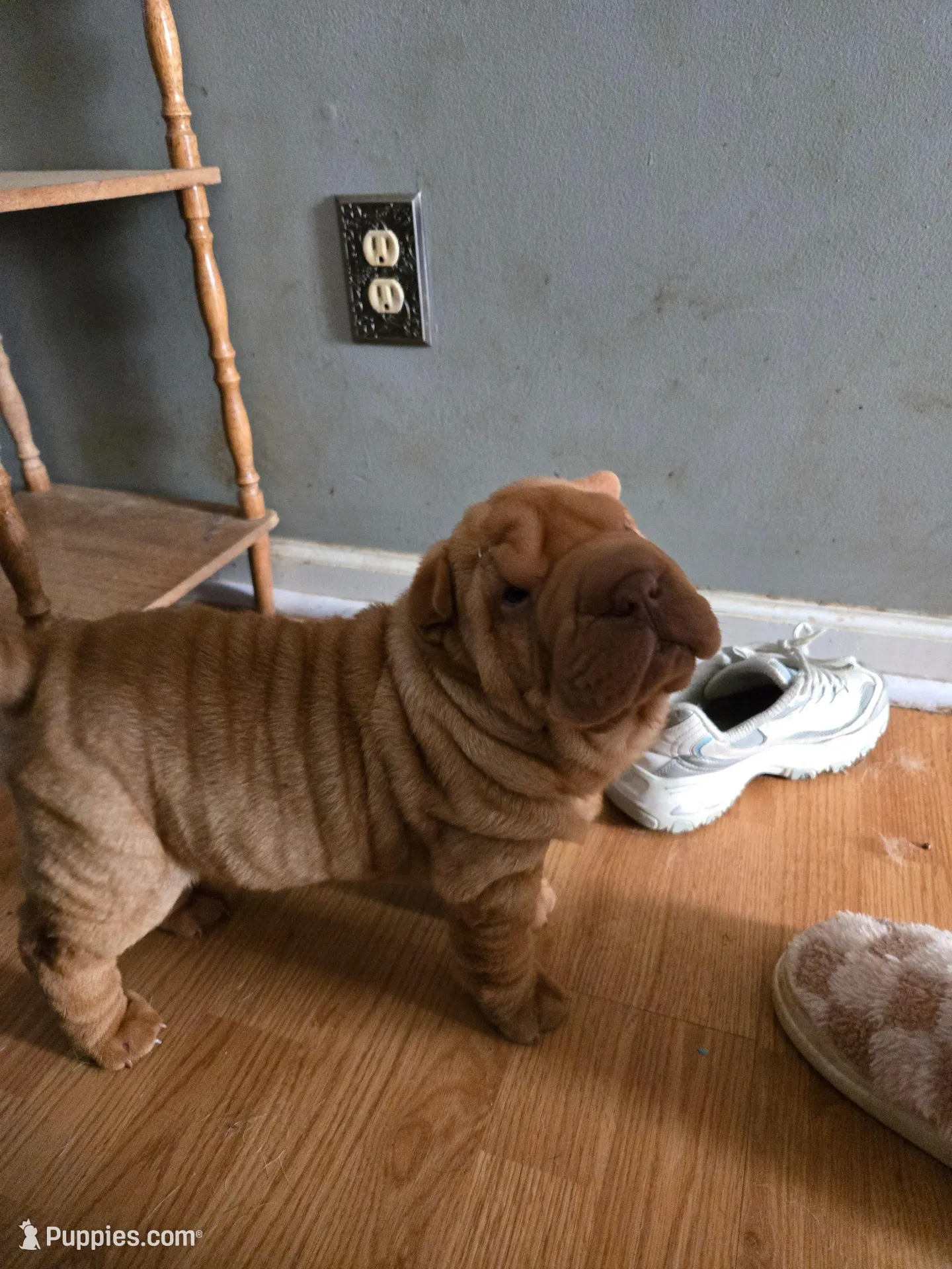 Rusty, a male Chinese Shar-Pei for sale in Sanford, NC – Photo 5 of 5