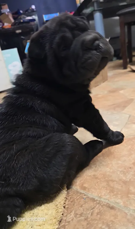 Majesty  – Miniature Shar-Pei puppy for sale in Sanford, NC