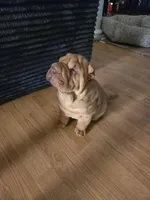 Rusty, a male Chinese Shar-Pei for sale in Sanford, NC – Photo 2 of 5