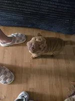 Rusty, a male Chinese Shar-Pei for sale in Sanford, NC – Photo 3 of 5