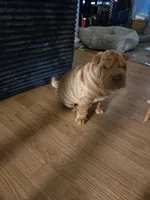 Rusty, a male Chinese Shar-Pei for sale in Sanford, NC – Photo 4 of 5