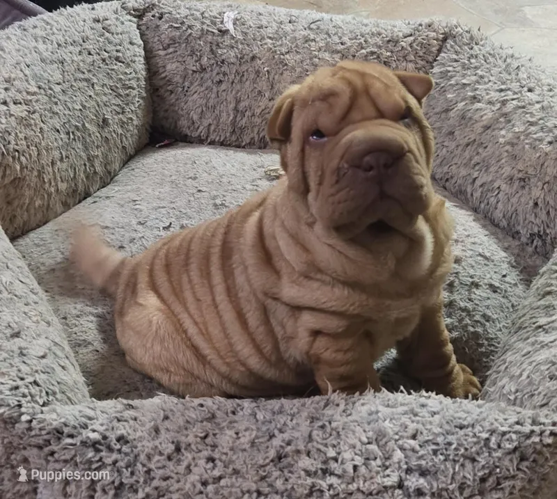 Rusty – Chinese Shar-Pei puppy for sale in Sanford, NC