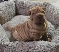 Rusty, a male Chinese Shar-Pei for sale in Sanford, NC – Photo 1 of 5