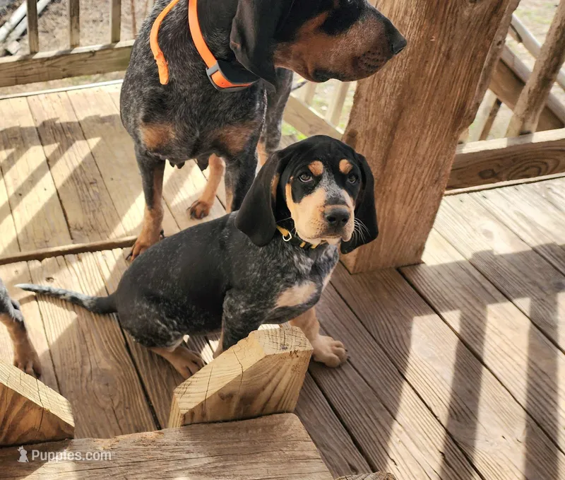 Yellow – Bluetick Coonhound puppy on hold in Augusta, KS