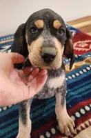 Yellow, a female Bluetick Coonhound for sale in Augusta, KS – Photo 1 of 10