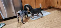 Yellow, a female Bluetick Coonhound for sale in Augusta, KS – Photo 7 of 10
