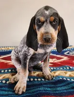 Orange, a male Bluetick Coonhound for sale in Augusta, KS – Photo 1 of 10