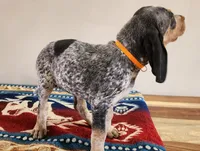 Orange, a male Bluetick Coonhound for sale in Augusta, KS – Photo 2 of 10