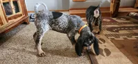 Orange, a male Bluetick Coonhound for sale in Augusta, KS – Photo 7 of 10