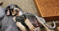 Orange, a male Bluetick Coonhound for sale in Augusta, KS – Photo 5 of 10
