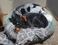 Orange, a male Bluetick Coonhound for sale in Augusta, KS – Photo 10 of 10