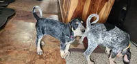 Red, a female Bluetick Coonhound for sale in Augusta, KS – Photo 5 of 10