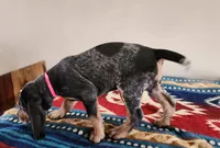 Pink, a female Bluetick Coonhound for sale in Augusta, KS – Photo 2 of 10