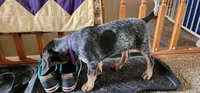 Purple, a female Bluetick Coonhound for sale in Augusta, KS – Photo 7 of 10