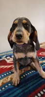 Purple, a female Bluetick Coonhound for sale in Augusta, KS – Photo 2 of 10